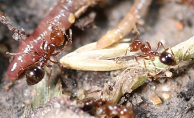 Solenopsis invicta photo 218
