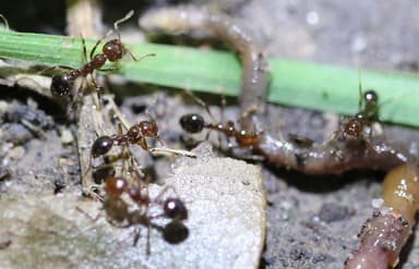 Solenopsis invicta photo 219