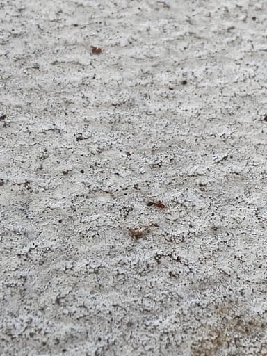 Solenopsis invicta photo 220