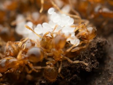 Solenopsis molesta photo 23