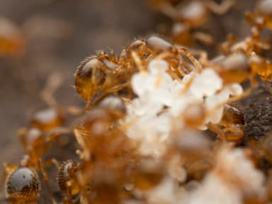 Solenopsis molesta photo 24