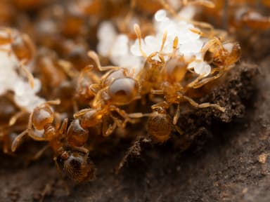 Solenopsis molesta photo 25