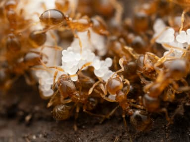 Solenopsis molesta photo 26