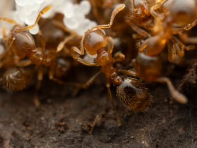 Solenopsis molesta photo 27