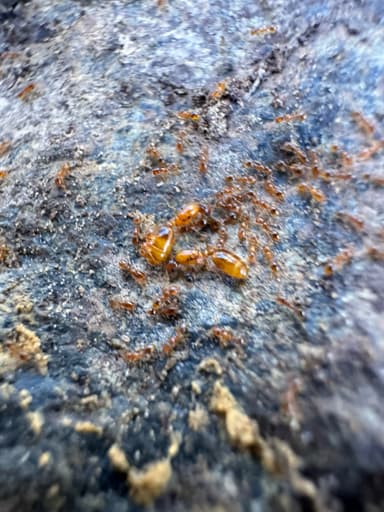 Solenopsis molesta photo 35