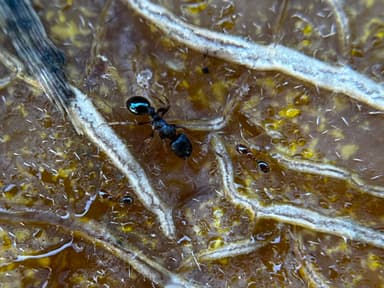 Solenopsis molesta photo 68