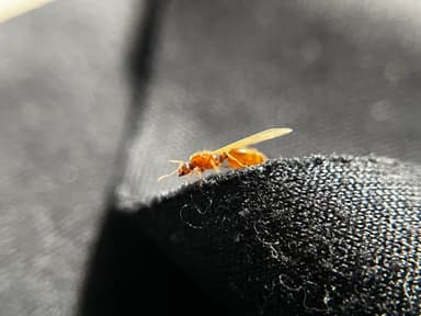 Solenopsis molesta photo 74