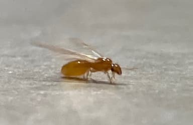Solenopsis molesta photo 75