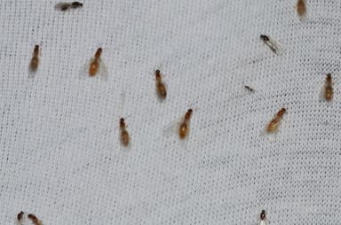 Solenopsis molesta photo 1
