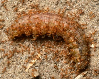 Solenopsis molesta — colony photo 3