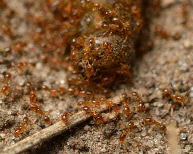 Solenopsis molesta — colony photo 4