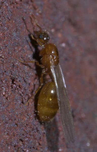 Solenopsis molesta photo 5