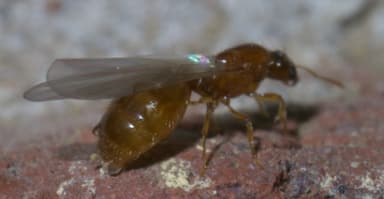 Solenopsis molesta photo 8