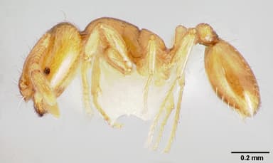 Solenopsis molesta — queen photo 9
