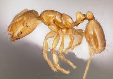 Solenopsis molesta — queen photo 11