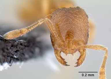 Solenopsis molesta — queen photo 12