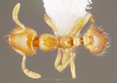 Solenopsis molesta — queen photo 13