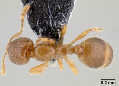 Solenopsis molesta — queen photo 14