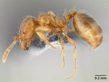Solenopsis molesta — queen photo 16