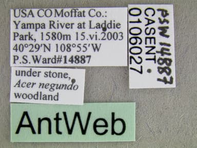 Solenopsis molesta photo 17