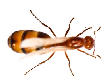 Solenopsis xyloni photo 25