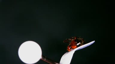Solenopsis xyloni photo 33