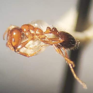 Solenopsis xyloni photo 53
