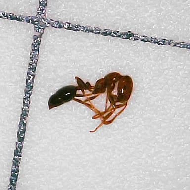 Solenopsis xyloni photo 54