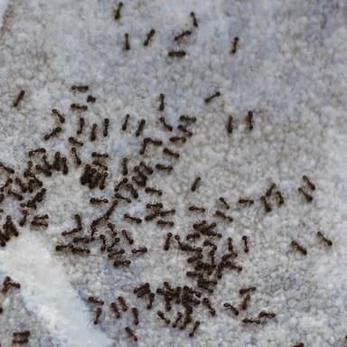 Solenopsis xyloni photo 59
