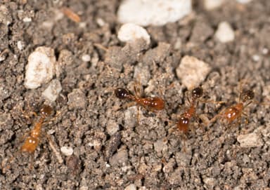 Solenopsis xyloni photo 62