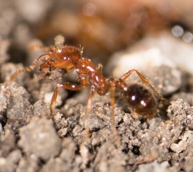 Solenopsis xyloni photo 66