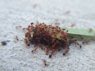 Solenopsis xyloni photo 67
