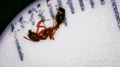 Solenopsis xyloni photo 76