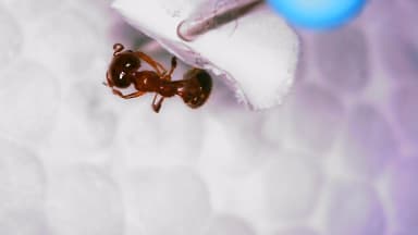 Solenopsis xyloni photo 87