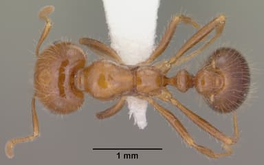 Solenopsis xyloni — queen photo 6