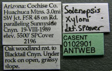 Solenopsis xyloni photo 7