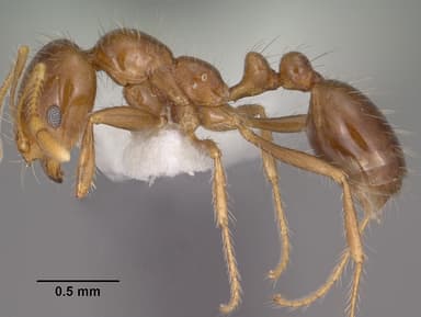 Solenopsis xyloni — queen photo 10