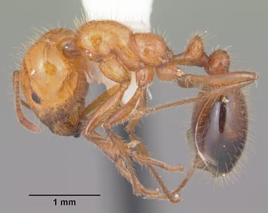 Solenopsis xyloni — queen photo 15