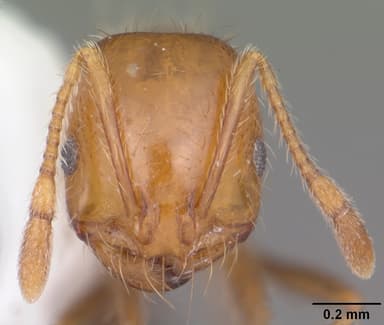 Solenopsis xyloni — queen photo 19