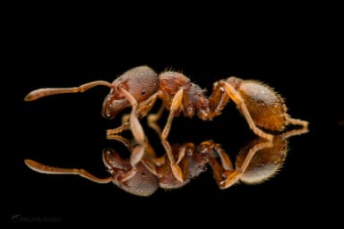 Stenamma debile photo 174