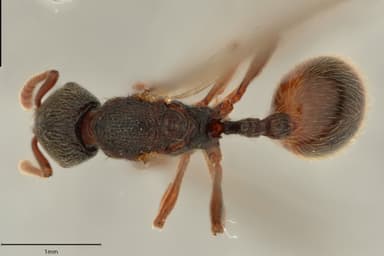 Stenamma debile photo 22