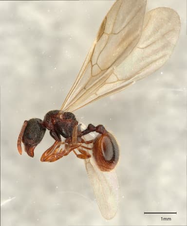 Stenamma debile photo 23