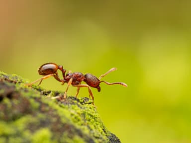 Stenamma debile photo 25
