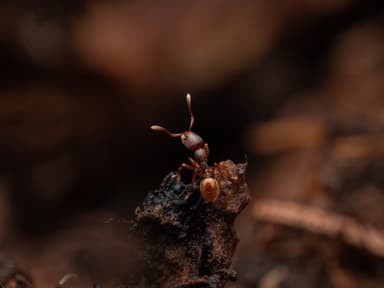 Stenamma debile photo 30