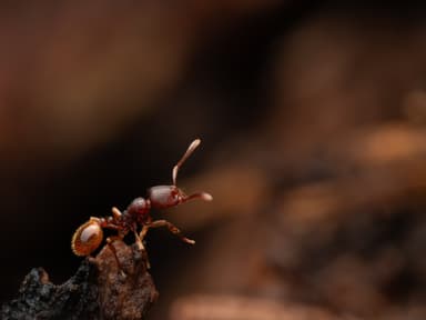 Stenamma debile photo 31