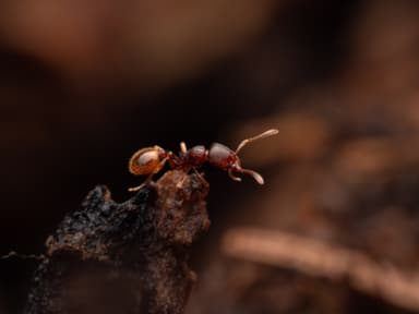 Stenamma debile photo 32