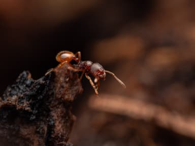 Stenamma debile photo 33