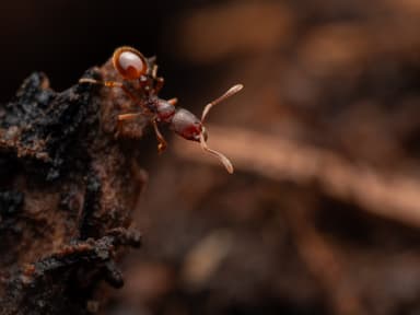 Stenamma debile photo 34