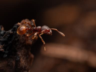 Stenamma debile photo 35