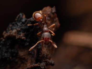 Stenamma debile photo 36